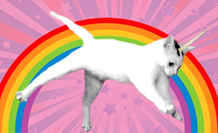 Rainbow Unicorn Kitten